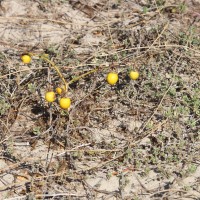 Solanum melongena subsp. cumingii (Dunal) J.SamuelL.